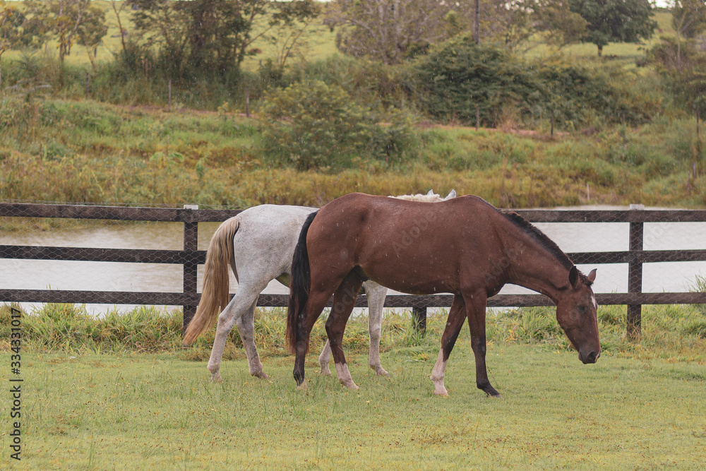 Cavalos Cavalos