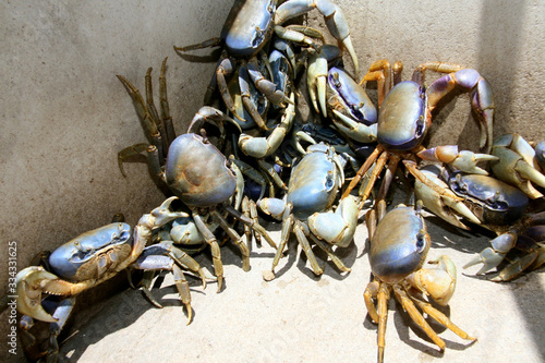 crab in mangrove in conde photo