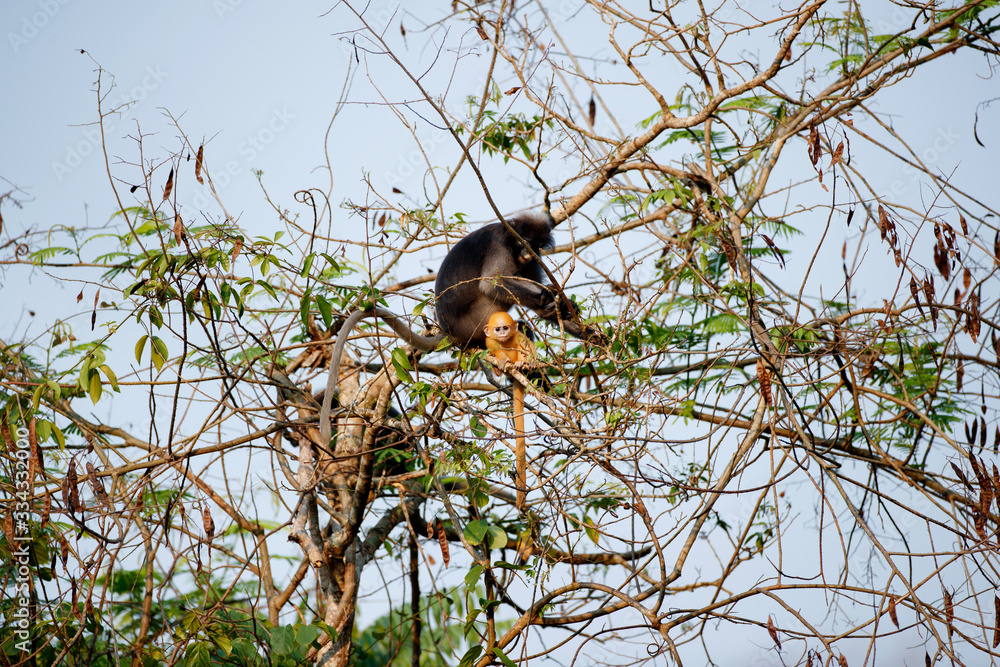 A group of Dusky leaf monkey,spectacled langur, or spectacled leaf monkey, high angle view, side shot, foraging on the tangle of vines in national park of tropical forest, lower central of Thailand