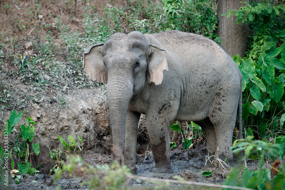 Fototapeta premium Asia elephant (Elephas maximus) or Asiatic elephant, angle view, side shot, playing happily in mud swamp in tropical evergreen forest on sunset, Kaeng Krachan National Park, the jungle of Thailand.