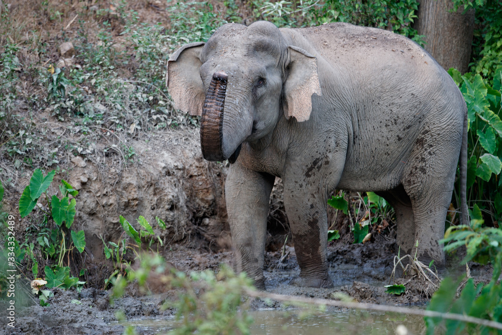 Asia elephant (Elephas maximus) or Asiatic elephant, angle view, side shot, playing happily in mud swamp in tropical evergreen forest on sunset, Kaeng Krachan National Park, the jungle of Thailand.