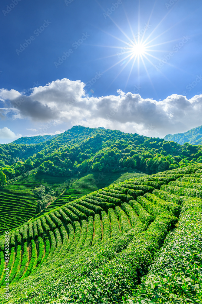 Tea plantation on sunny day,green nature landscape.
