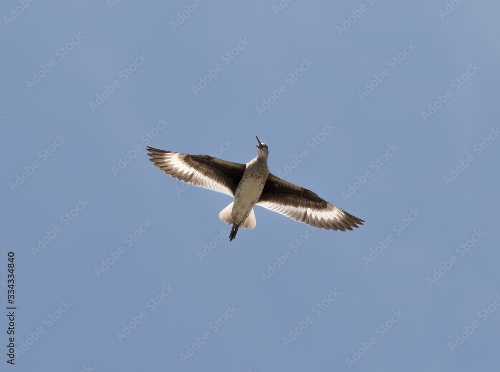 The willet (Tringa semipalmata) flying in the blue sky, Galveston Island, Texas, USA The willet (Tringa semipalmata) flying in the blue sky, Galveston Island, Texas, USA