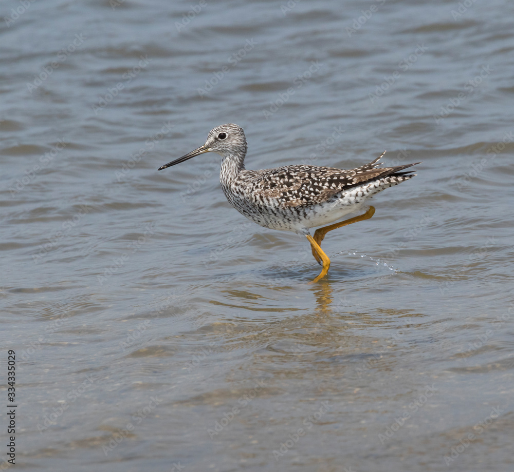 Greater yellowlegs (Tringa melanoleuca) feeding in the shallow water, Galveston, USA Greater yellowlegs (Tringa melanoleuca) feeding in the shallow water, Galveston, USA