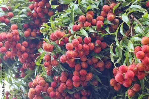 Lychee, ripe red on a tree in the garden – Image   