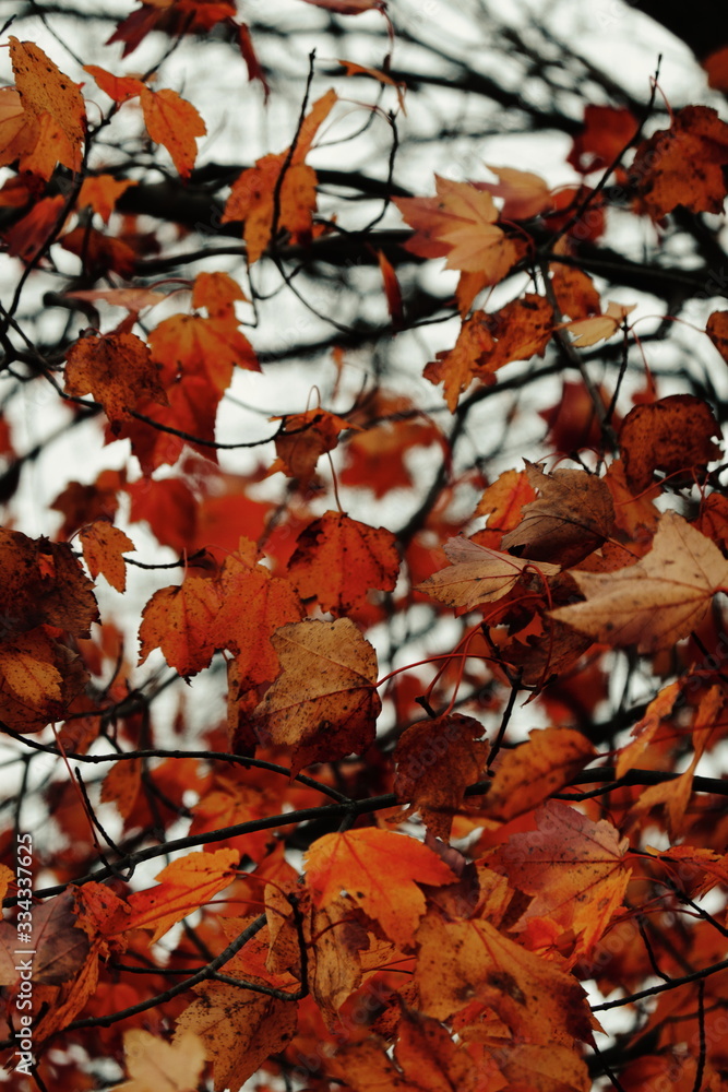 closeup of fall leaves closeup of fall leaves