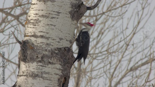 A male pileated woodpecker bores a hole into a large poplar tree in Northwest Ontario Canada.