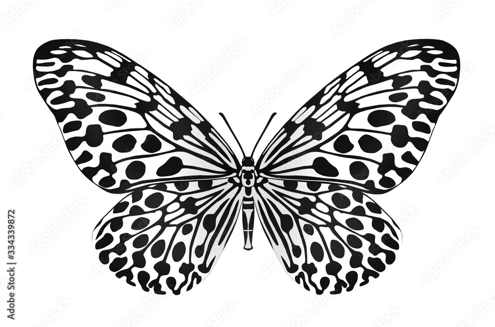 Details picture of flying butterfly on white background