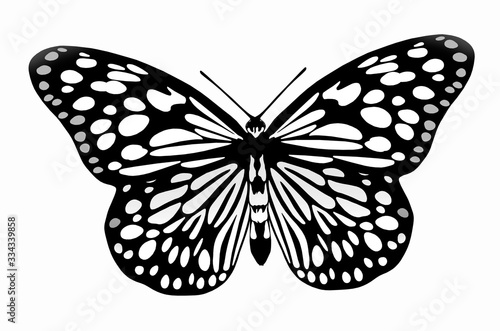 Black and white image of flying butterfly