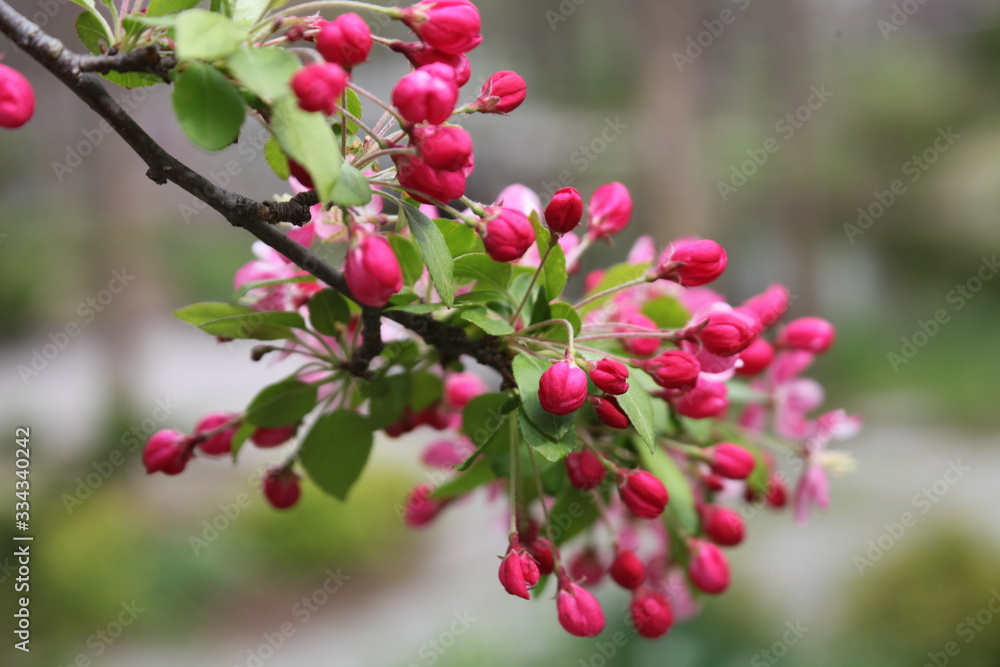 spring day with the tree flowers in blossom, red, pink, leave a bright green. spring day with the tree flowers in blossom, red, pink, leave a bright green.