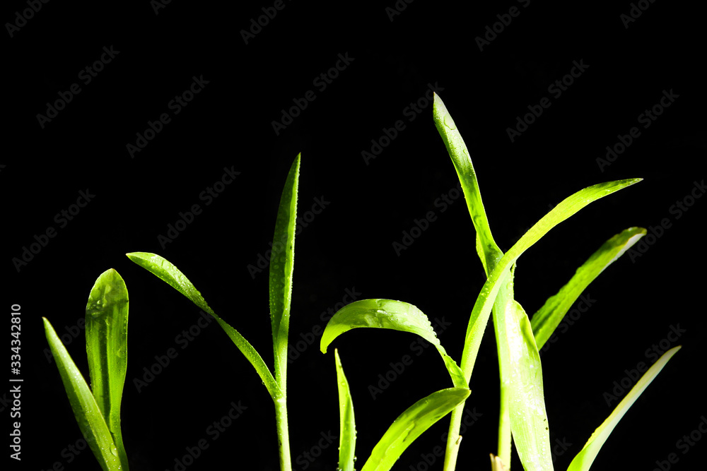 Green corn leaf on black background Green corn leaf on black background