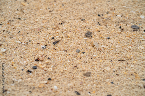 Small crab crawling at the sand beach.