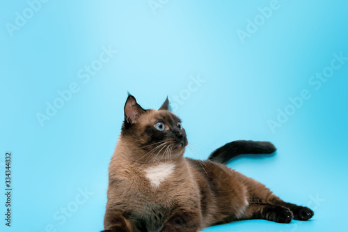 a Siamese cat is lying on a blue background at the bottom of the frame