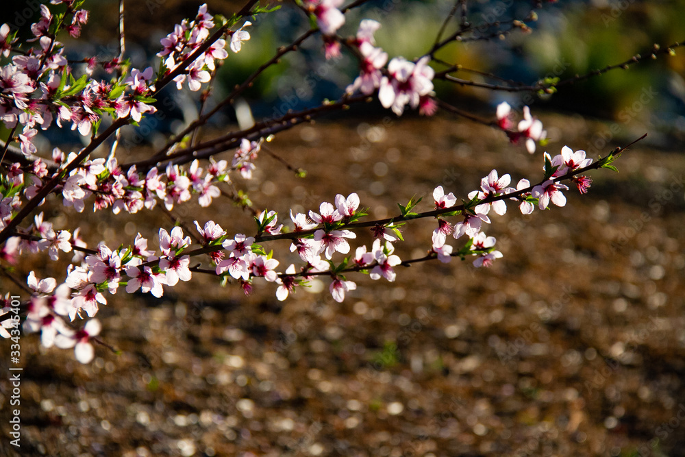 Obraz premium flowers in spring