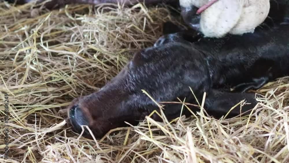 New born calf minutes after birth mother cow and licking for clean baby cow In a stall full of straw New born calf minutes after birth mother cow and licking for clean baby cow In a stall full of straw