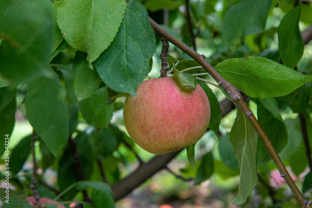 Apple Apple