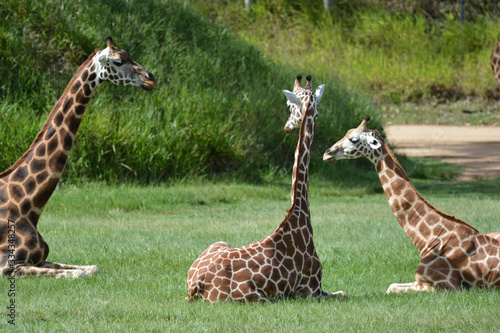 Photography giraffes