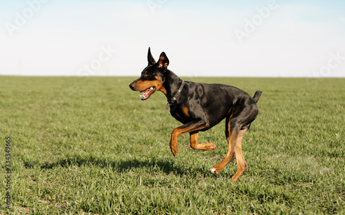 Doberman dog runs fast on a green field