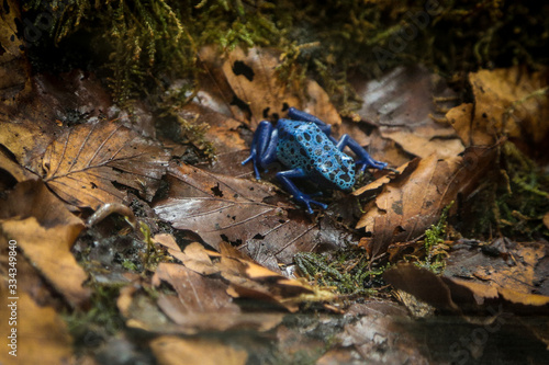 dendrobates