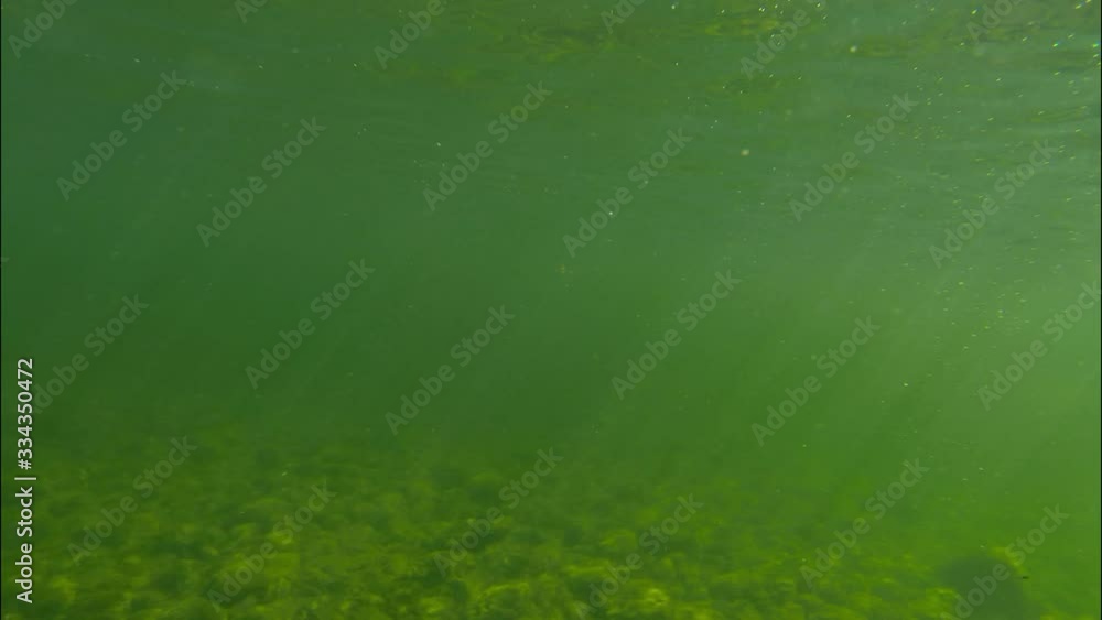 Fish caught on a hook underwater Fish caught on a hook underwater