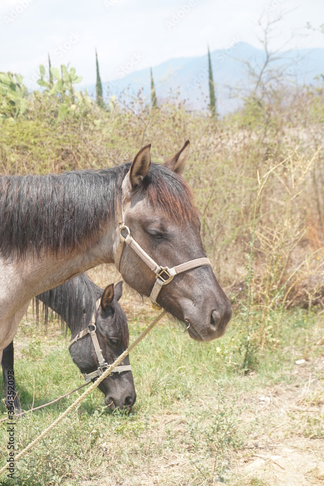 Caballos