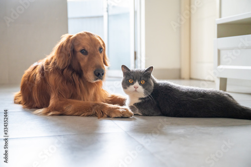 Golden Retriever and British Shorthair lying on the floor