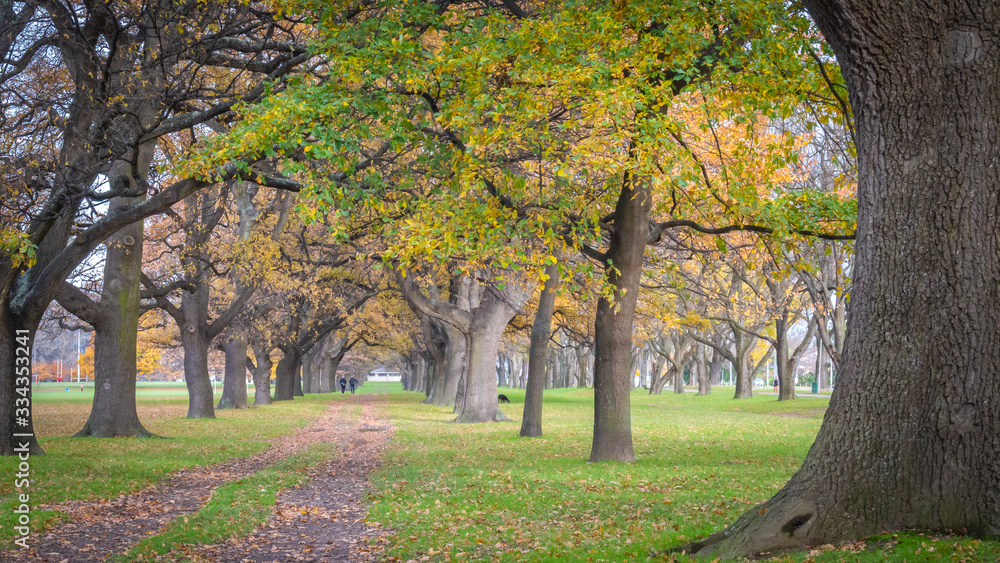 Naklejka premium Tree tunnel with vibrant colours shot during fall in Hagley Park, Christchurch, New Zealand