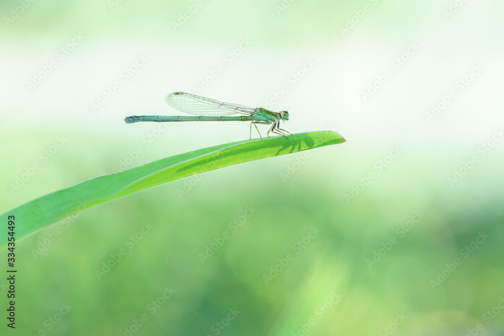 agrion libellule sur fond bleu et vert agrion libellule sur fond bleu et vert