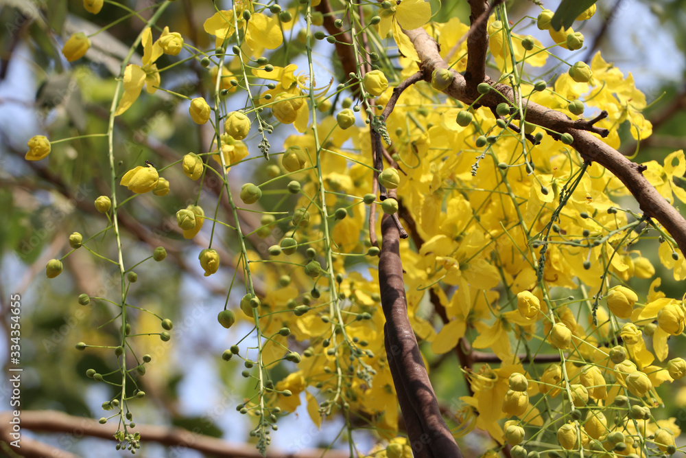Golden shower tree in garden, beautiful yellow flowers, Tropical garden in Asia Golden shower tree in garden, beautiful yellow flowers, Tropical garden in Asia