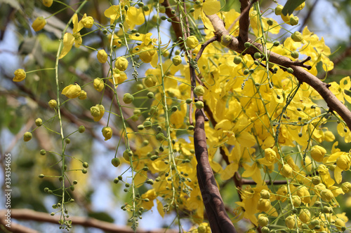 Golden shower tree in garden, beautiful yellow flowers, Tropical garden in Asia