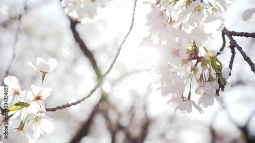 nature, cherry