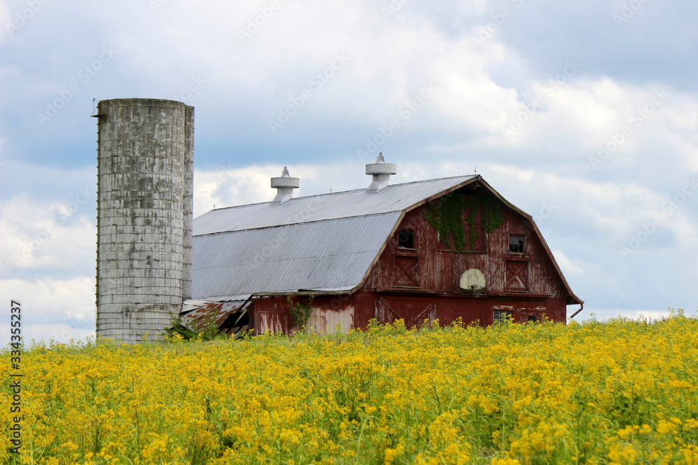 Obraz premium Hoop it up in some ragweed