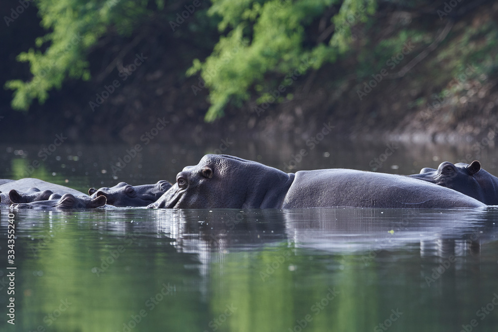 Common hippopotamus (Hippopotamus amphibius) Common hippopotamus (Hippopotamus amphibius)