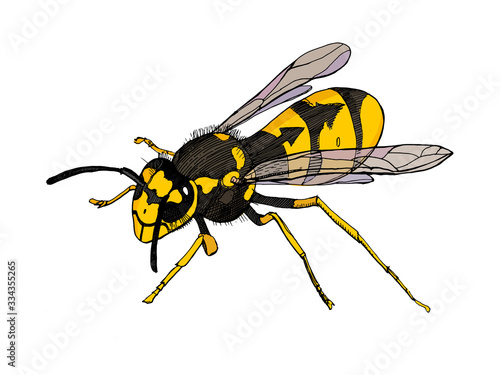 Vector sketch illustration of the wasp.Detailed hand drawn illustration of insect.