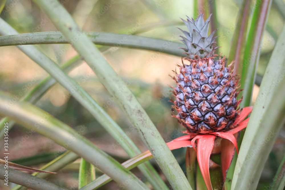 Growing pineapple on the plant. Growing pineapple on the plant.