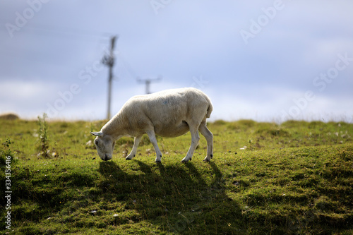 Scotland  UK - August 11  2018  A sheep  Scotland  Highlands  United Kingdom