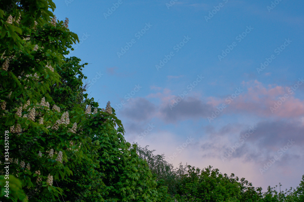 Sky and chestnut Sky and chestnut