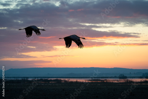 Cranes Hornborgarsjön 2020-03-28.7