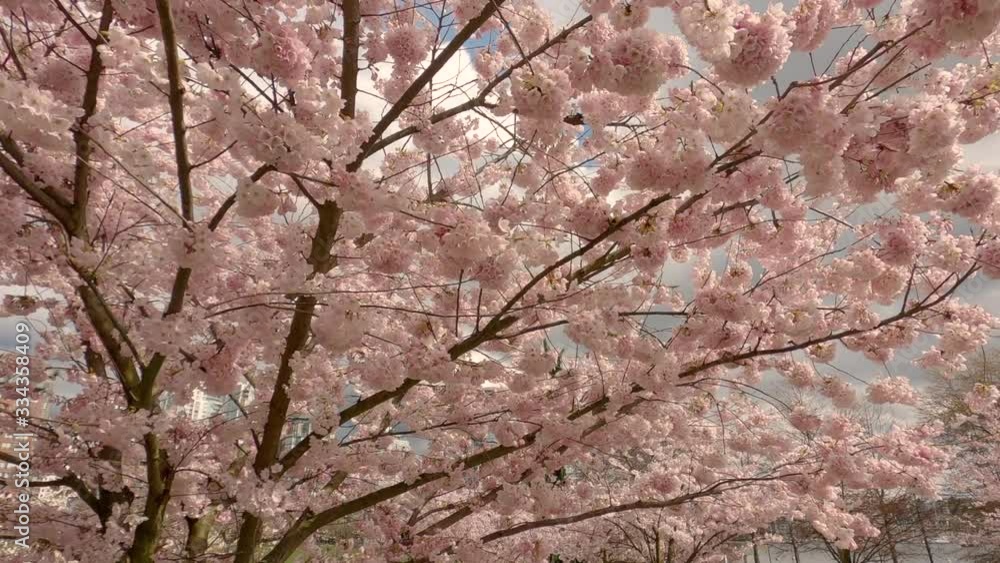 Spring Cherry Blossoms Yaletown Vancouver 4K UHD. A slow motion walk around cherry blossoms in the Spring. 4K. UHD. Spring Cherry Blossoms Yaletown Vancouver 4K UHD. A slow motion walk around cherry blossoms in the Spring. 4K. UHD.