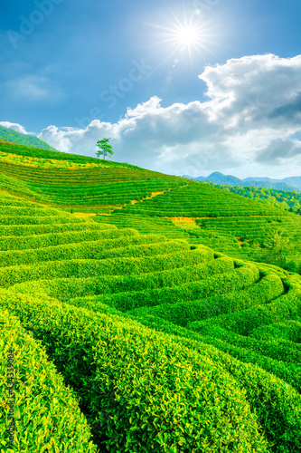 Tea plantation on sunny day,green nature landscape.