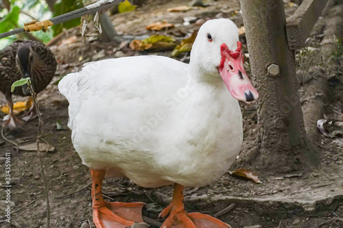Beautiful duck standing on ground