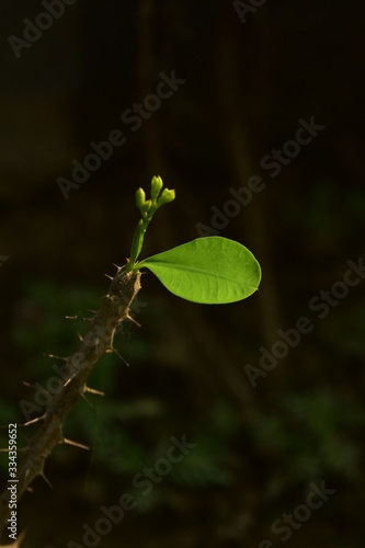 butterfly on leaf