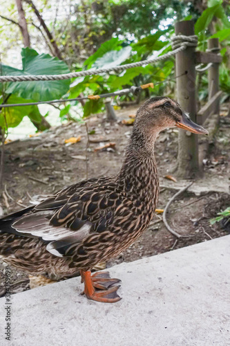 Beautiful duck standing on ground