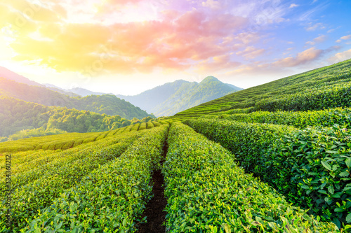 Green tea plantation at sunset time,nature background.