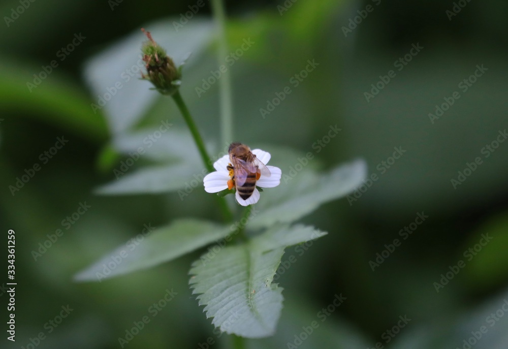 Bee hovering over an orange and white flower trying to get pollen with a nice green background Bee hovering over an orange and white flower trying to get pollen with a nice green background