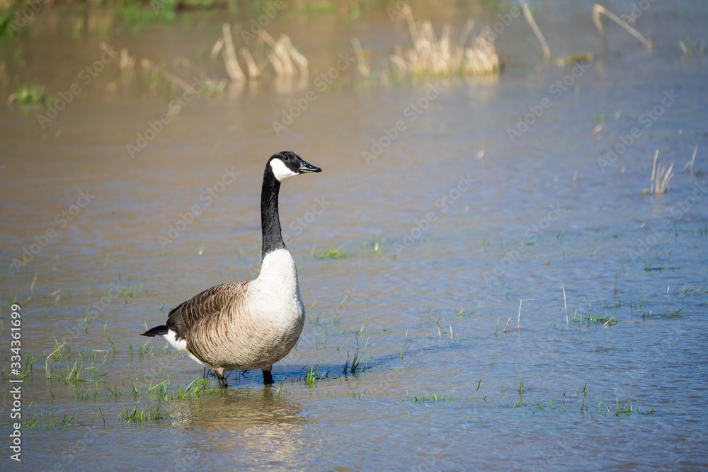 Canada goose looking for food in a flooded meadow Canada goose looking for food in a flooded meadow