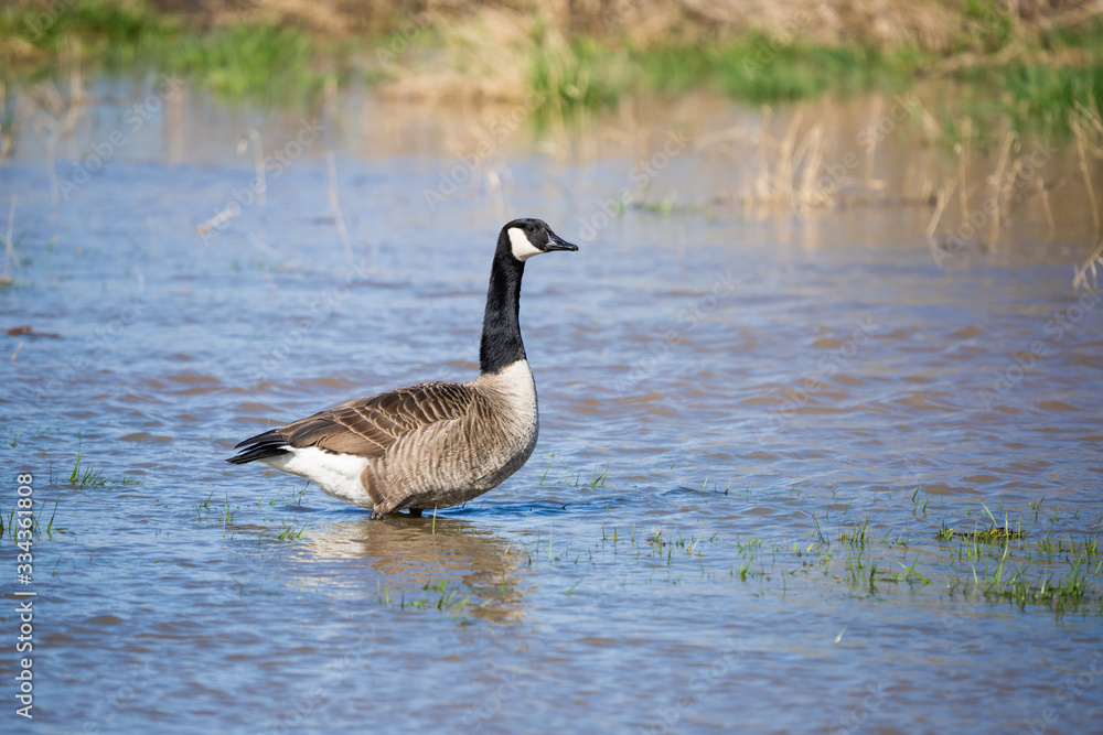 Canada goose looking for food in a flooded meadow Canada goose looking for food in a flooded meadow