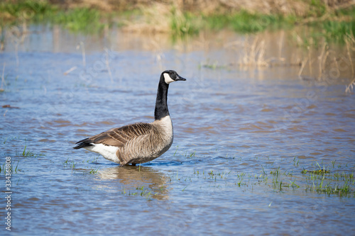 Canada goose looking for food in a flooded meadow