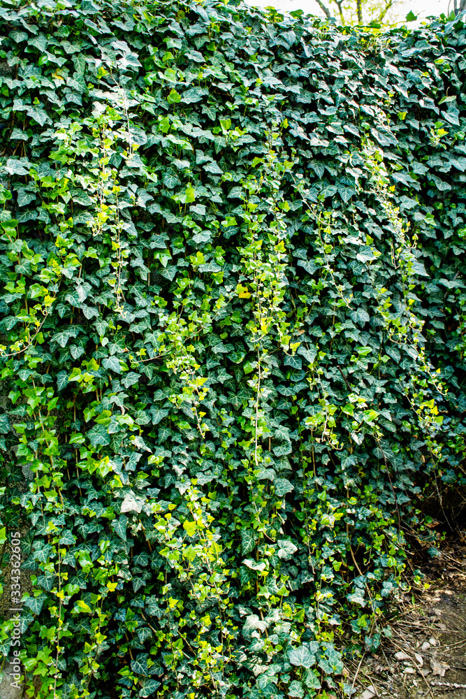 Common Ivy Background.Green Leaves Background Common Ivy Background.Green Leaves Background