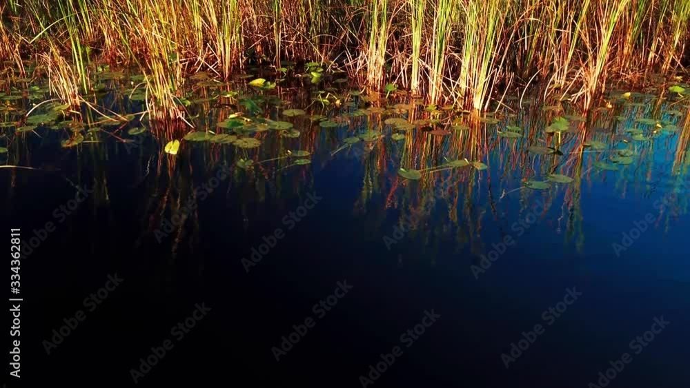 Close-up reflection of golden sawgrass in Everglades river. 4K Close-up reflection of golden sawgrass in Everglades river. 4K
